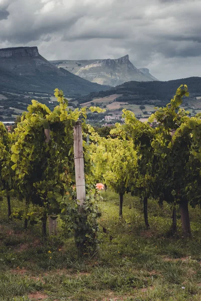 Txakoli wine vineyards near Artomaa, Basque Country.