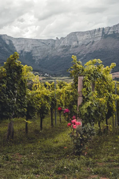 Artomaa, Bask Bölgesi yakınlarındaki Txakoli şarap bağları.