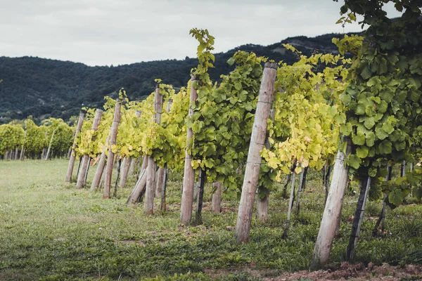 Artomaa, Bask Bölgesi yakınlarındaki Txakoli şarap bağları.