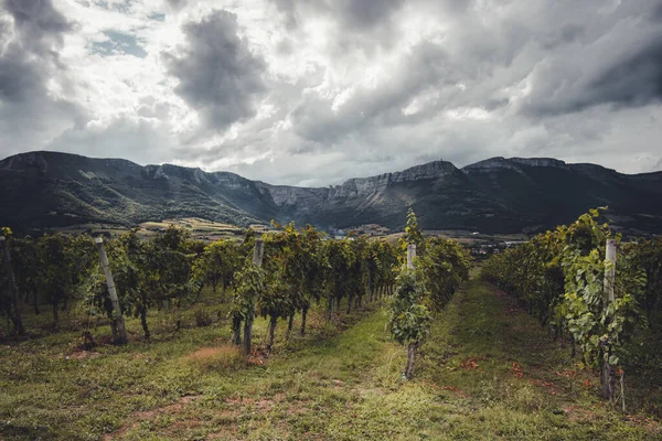 Artomaa, Bask Bölgesi yakınlarındaki Txakoli şarap bağları.