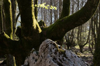 Los rayos del sol se filtran durante un soleado atardecer en el Hayedo de Urigoiti, Pas Vasco.