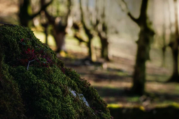 Los rayos del sol se filtran durante un soleado atardecer en el Hayedo de Urigoiti, Pas Vasco.