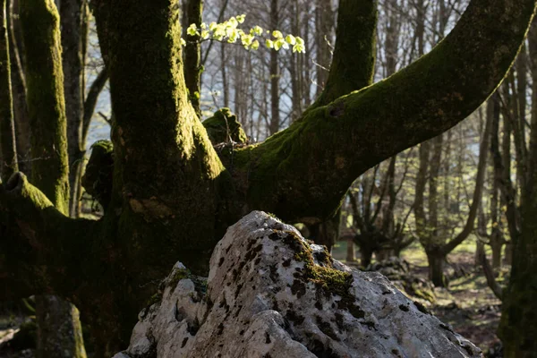 Los rayos del sol se filtran durante un soleado atardecer en el Hayedo de Urigoiti, Pas Vasco.