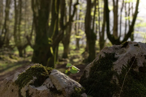 Los rayos del sol se filtran durante un soleado atardecer en el Hayedo de Urigoiti, Pas Vasco.