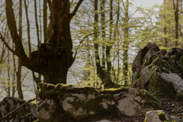 Los rayos del sol se filtran durante un soleado atardecer en el Hayedo de Urigoiti, Pas Vasco.