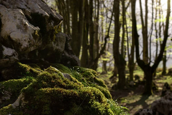 Los rayos del sol se filtran durante un soleado atardecer en el Hayedo de Urigoiti, Pas Vasco.