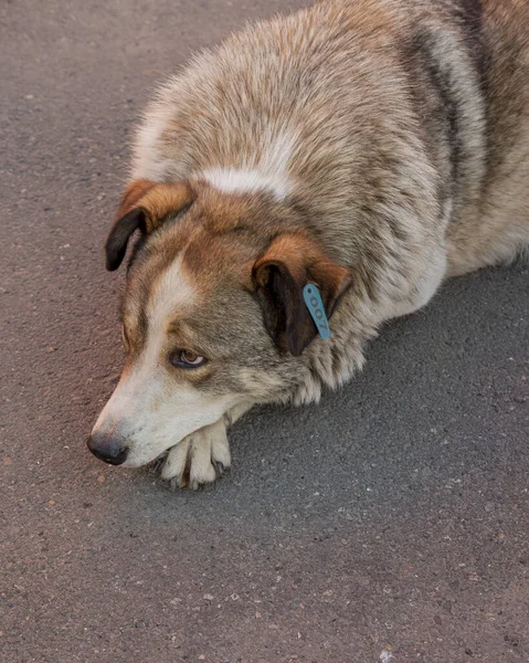 Grande Cão Com Chip Seu Ouvido — Fotografia de Stock