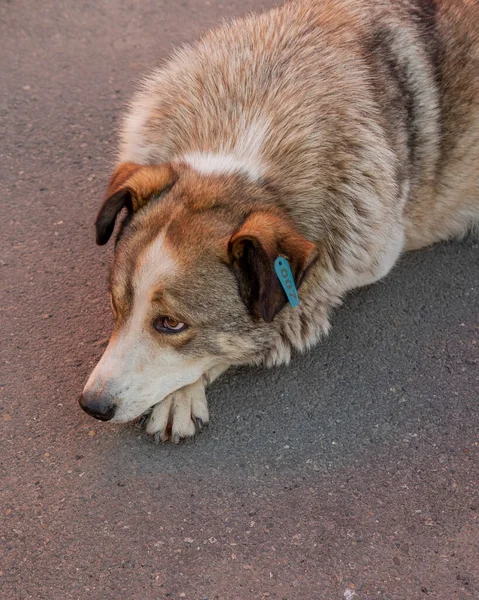Kulağında çip olan büyük bir köpek.