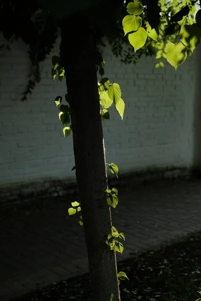 Evin duvarına yaslanmış ağaç ve arka planda yapraklar.