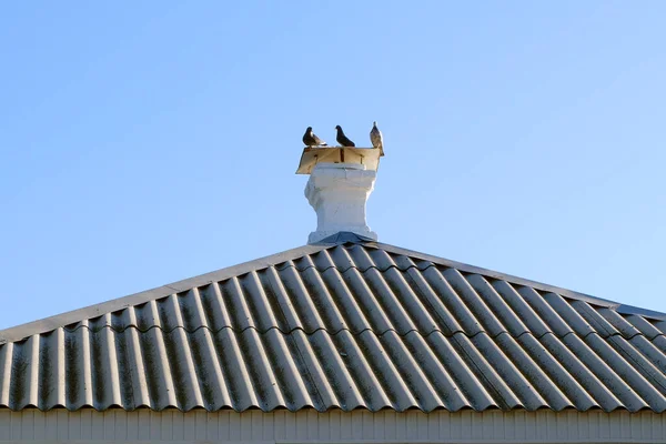 Roof House Chimney Three Pigeons — Stock Photo, Image