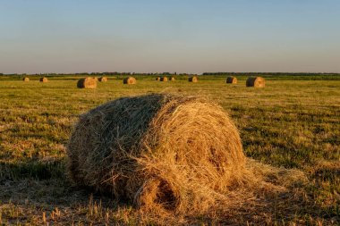  Sarı tarlada saman yığınları