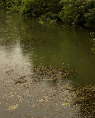 Orman nehrinde ılık yaz yağmuru