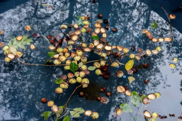Kestaneler ağaçların yansımasında gölde yüzerler.