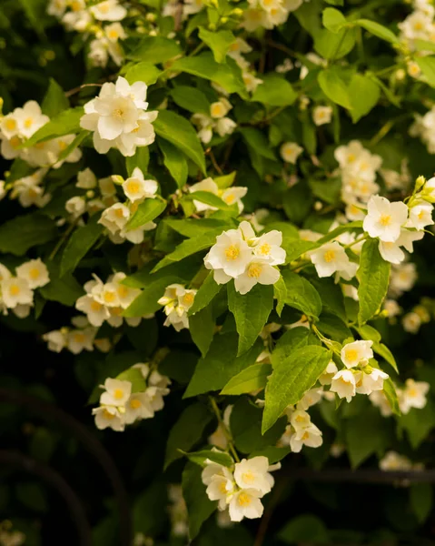 Bahçede beyaz yasemin