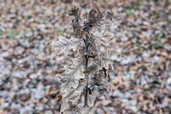 Düşen yaprakların arka planında kuru meşe dalı