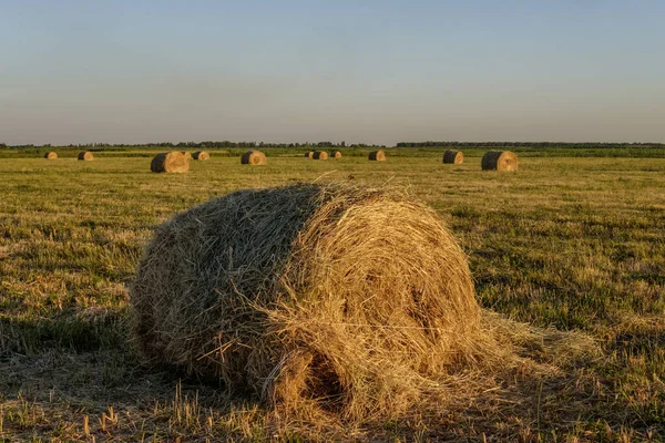  Sarı tarlada saman yığınları