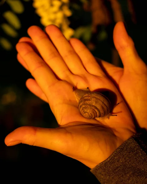 Gün batımında avucumuzdaki salyangoz