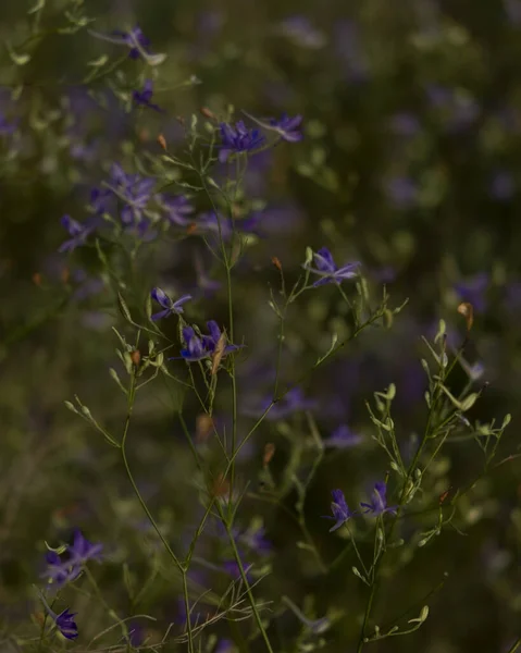 Sonbahar mor kır çiçekleri kapanıyor