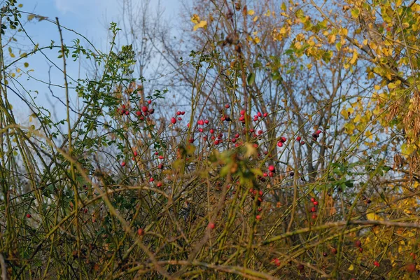 Sonbaharda ağaçların yapraklarında kırmızı gül kalça çalıları.