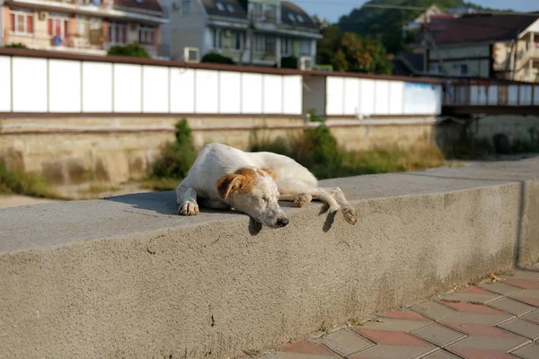 Cão Adormecido Parapeito Cidade — Fotografia de Stock