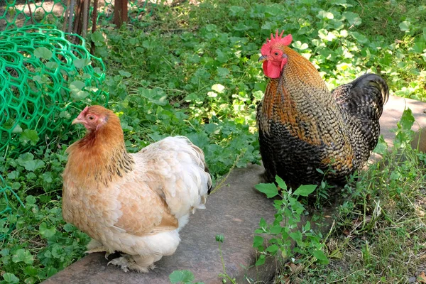Güzel horoz ve tavuk yeşil çimlerin üzerinde