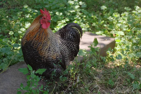 Yeşil çimenlikte güzel horoz