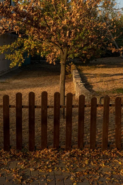 Sonbaharda kahverengi çit ve ağaç