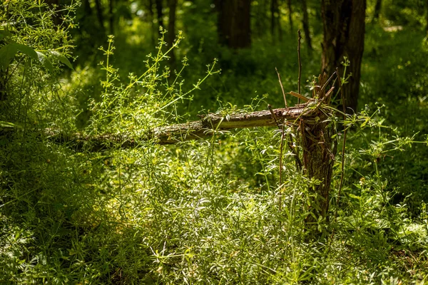 Ormandaki kırık ağaç.