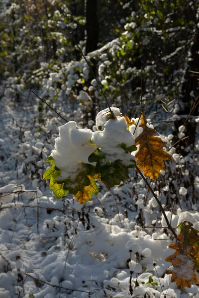 stock image the first snow lies on the oak leaves