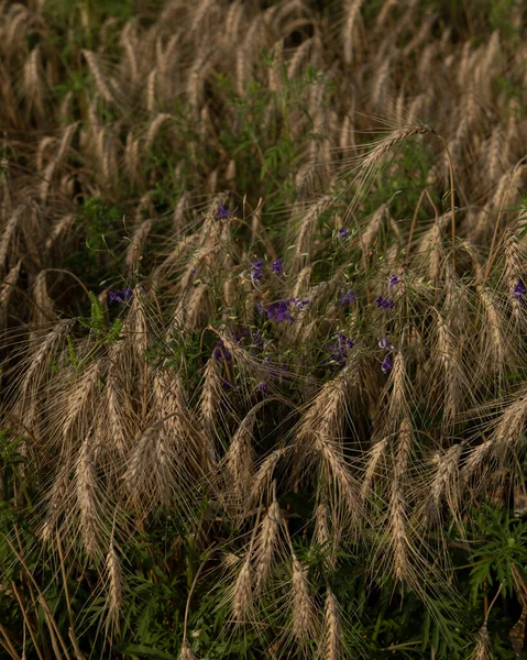 Buğday ve mor çayır çiçekleri.