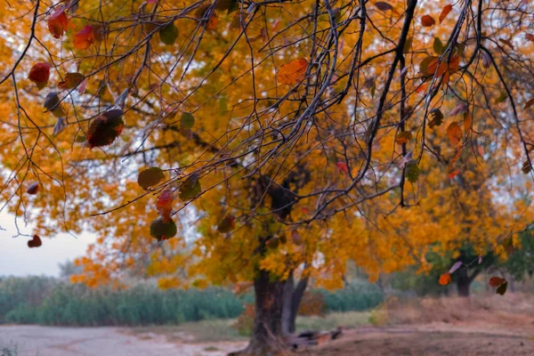 Sonbahar yapraklarında bir ağacın tacı