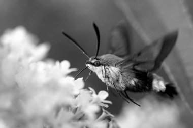 Bumblebee Hawkmoth Almanya 'da uçarken süzülüyor 
