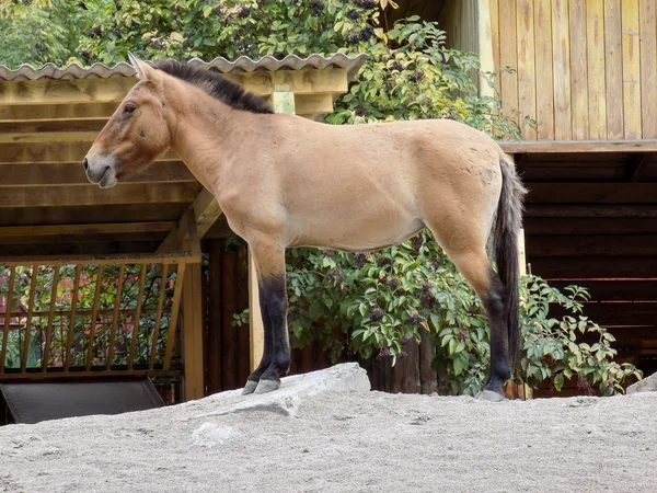 Przewalski's horse — Stock Photo, Image