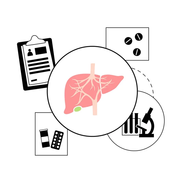 Concetto di modello epatico — Vettoriale Stock