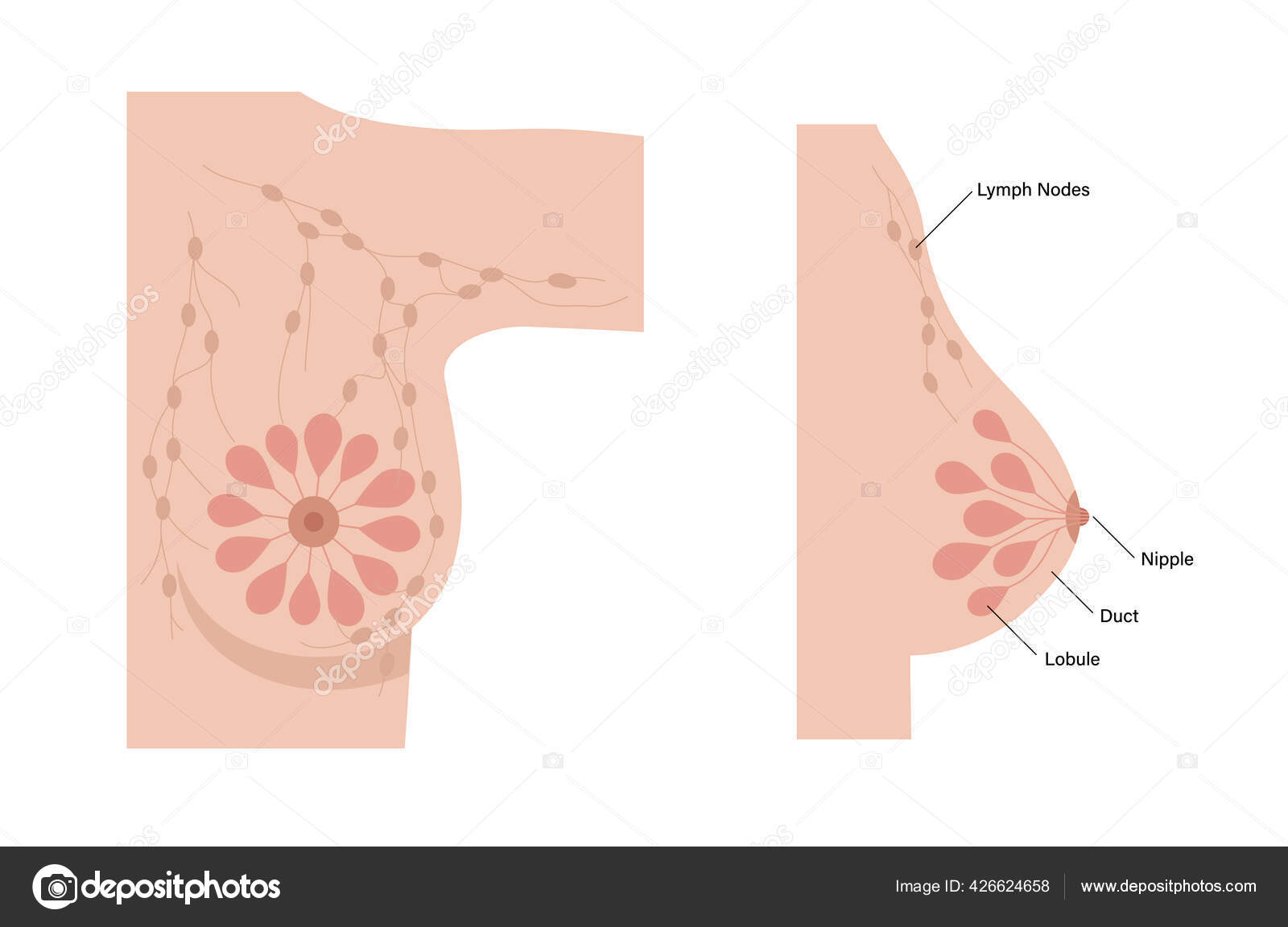 The Female Breast Poster
