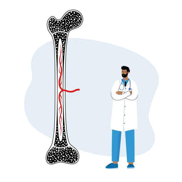 뼈 주형 개념 — 스톡 벡터