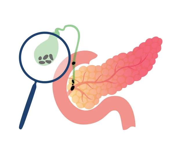 Menselijke interne organen — Stockvector