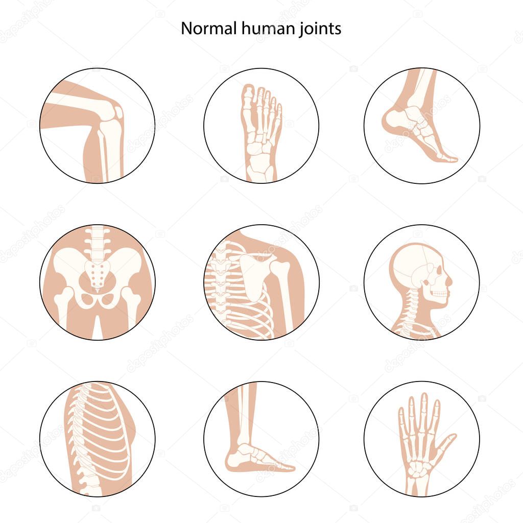 Set with spine, knee, skull and other human joints icon. Normal bones anatomy. Skeletal x ray medical poster. Orthopedic or chiropractic treatment concept. Anatomical logo flat vector illustration.
