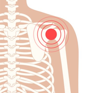 İnsan kemikleri kavramı