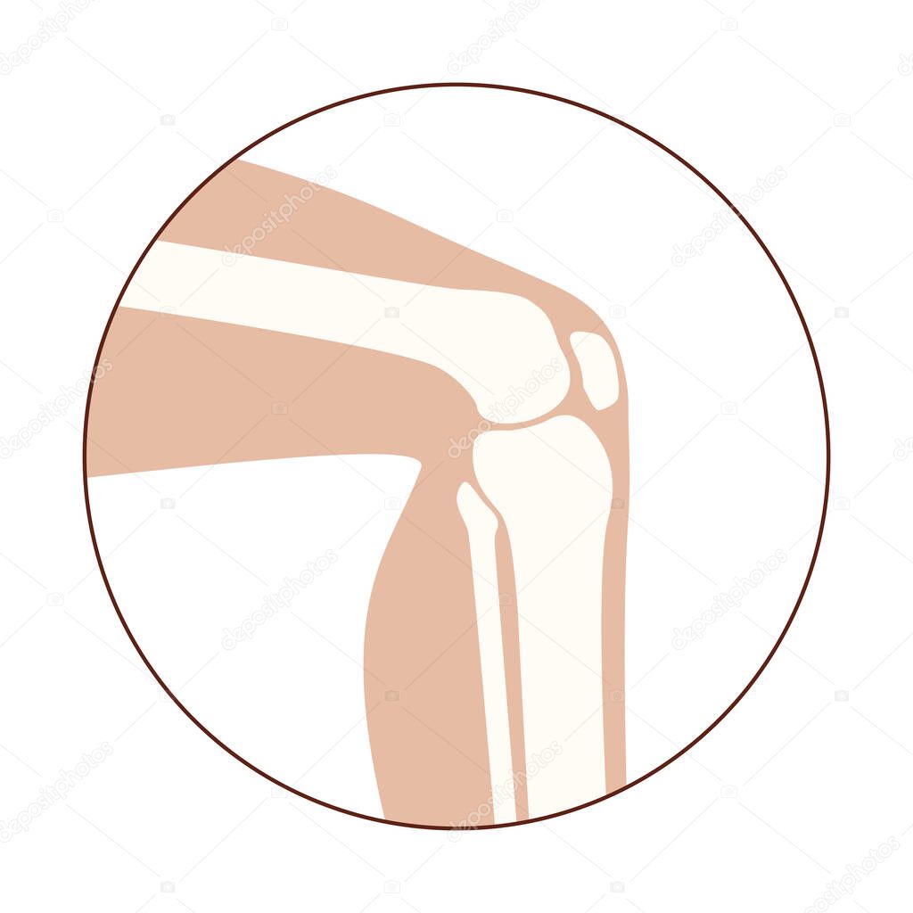 Human knee icon for clinic. Normal joints and bones anatomy in leg silhouette. Skeleton medical poster. Orthopedic or chiropractic treatment. Anatomical logo concept. Isolated flat vector illustration