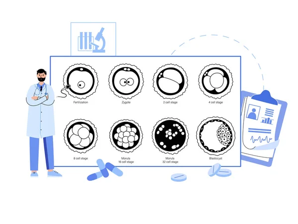 Embryo development concept — Stockový vektor