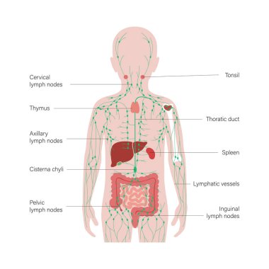 Lenfatik Sistem Konsepti