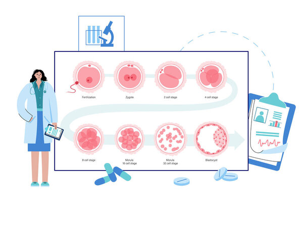 Embryo development concept