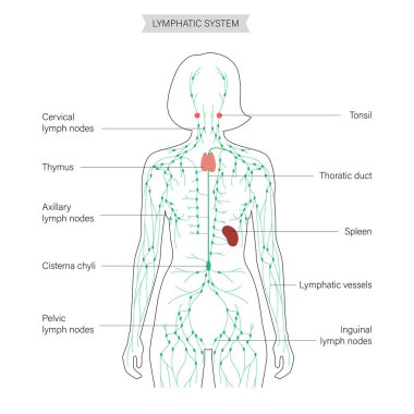 Lenfatik Sistem Konsepti