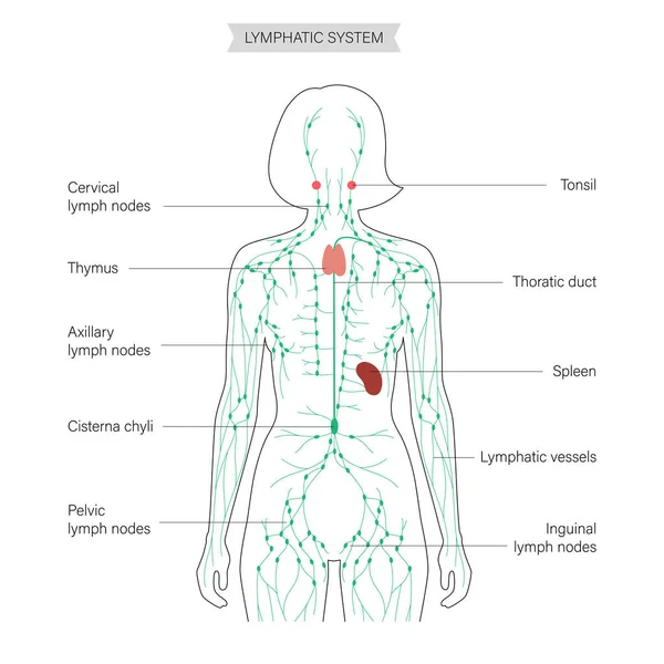 Concepto del sistema linfático — Vector de stock