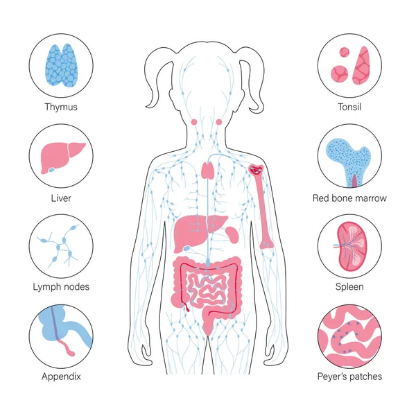 Lymphsystem-Konzept — Stockvektor