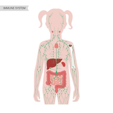 Lymphatic system concept clipart