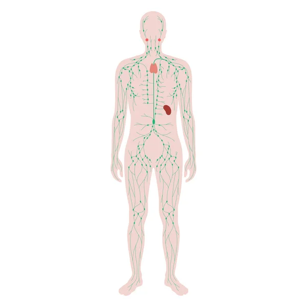 淋巴系统概念 — 图库矢量图片