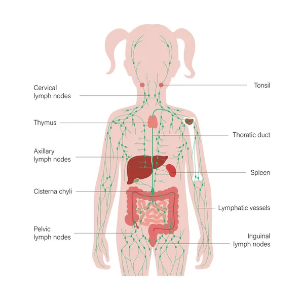 Conceito do Sistema Linfático — Vetor de Stock