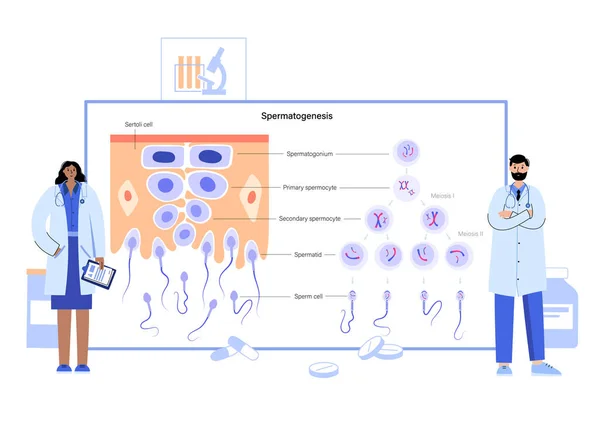 Mitose-procesconcept — Stockvector